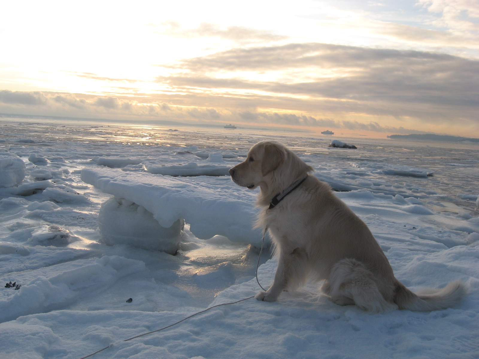 Vinter 2010 februar - Bamse nyter utsikten fra KarlJohansvern